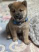 SHIBA Inu chiots